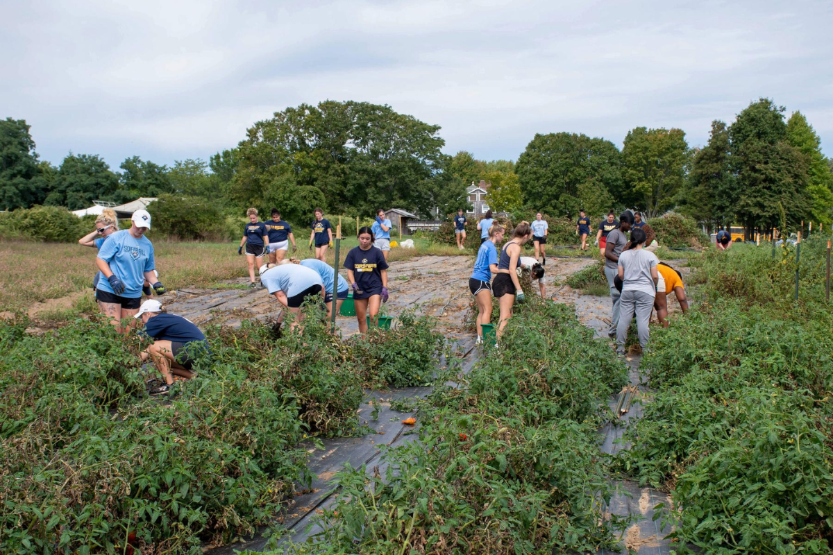 Students farm vegetables to combat food insecurity