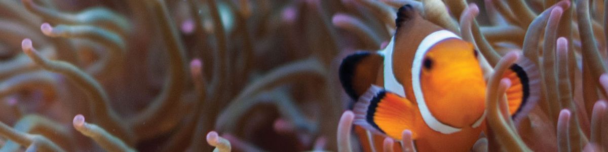 Clownfish
