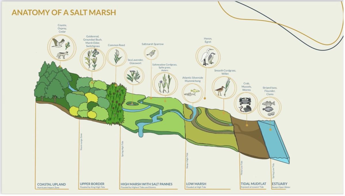 Salt marsh illustration by AXD451 students Helene Ratanak and Esther Alvarez Gondres