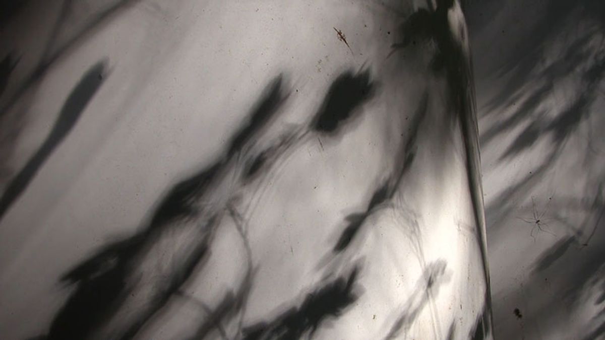 Renee Piechocki: Between Forest and Cabin, 2019  Video and stop motion animation (video still)