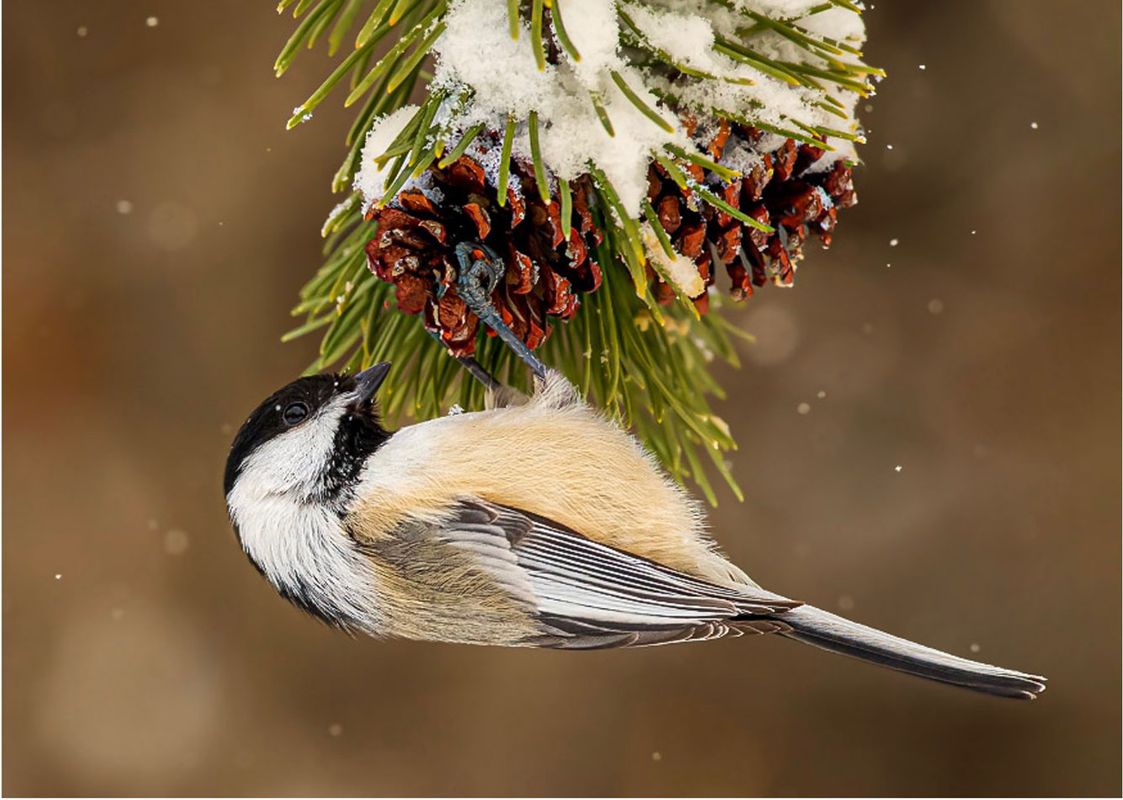 Photo / Video / Animation Runner up - Nick Snow, Upside Down Chickadee, 2025 | Junior, Longmeadow High School