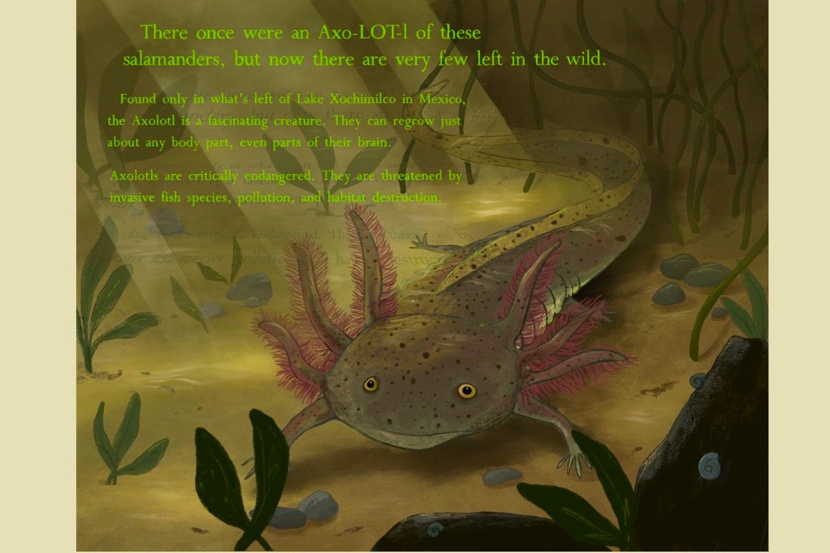 Axolotl