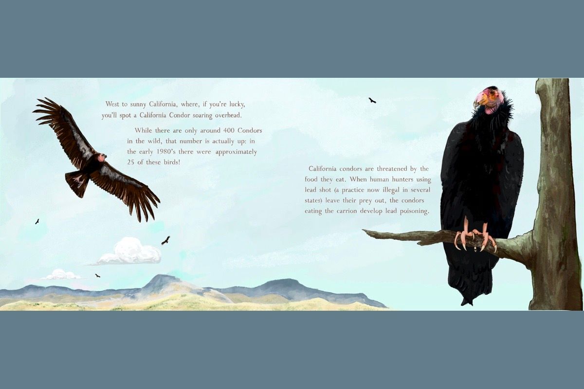 California Condor
