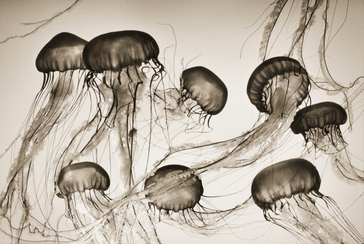 Henry Horenstein, Animalia 