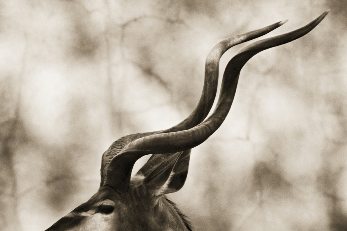 Henry Horenstein, Animalia 