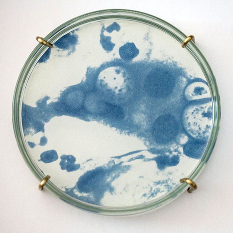 Lindsey Beal: Transmission: Chlamydia Trachomatis I, 2012 Petri dish containing an embedded cyanotype in resin, displayed in a shadowbox with brass name plaque
