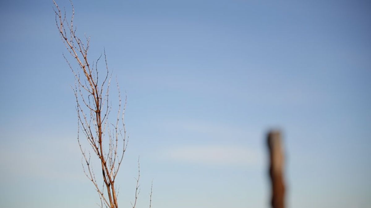 Nicholas Brown and Sarah Kanouse, still from forthcoming commission for Local Ecologies, 2019