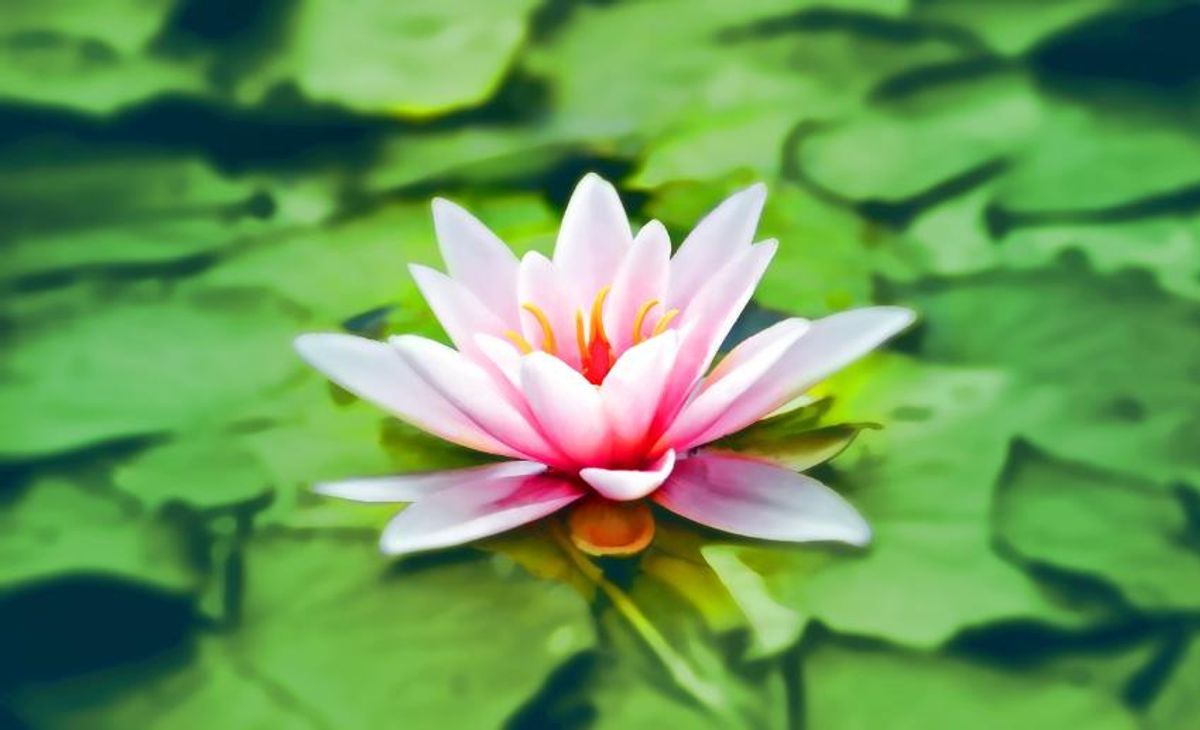 A pink and white flower blooms on green lily pads
