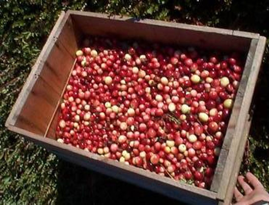 A crate of freshly-picked Early Black fruit
