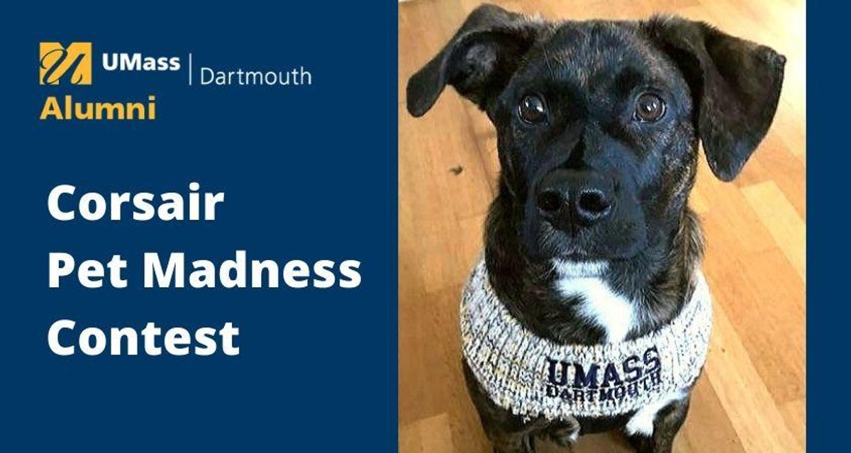 Corsair Pet Madness Contest with photo of Dog wearing UMass Darmouth swag