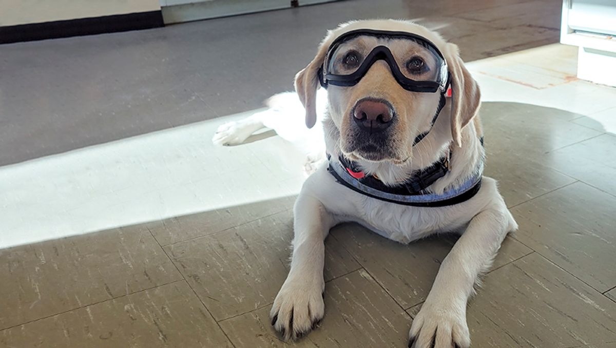 Gracie the dog wearing safety goggles