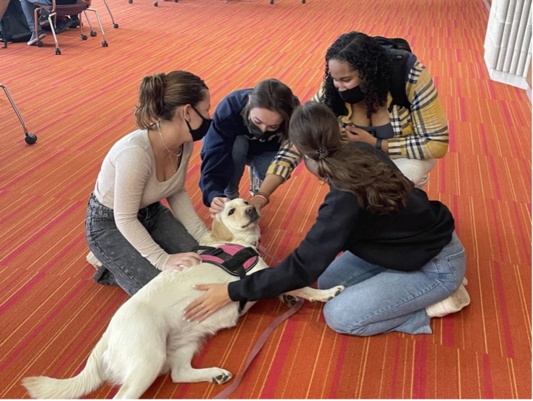 Gracie being pet by students
