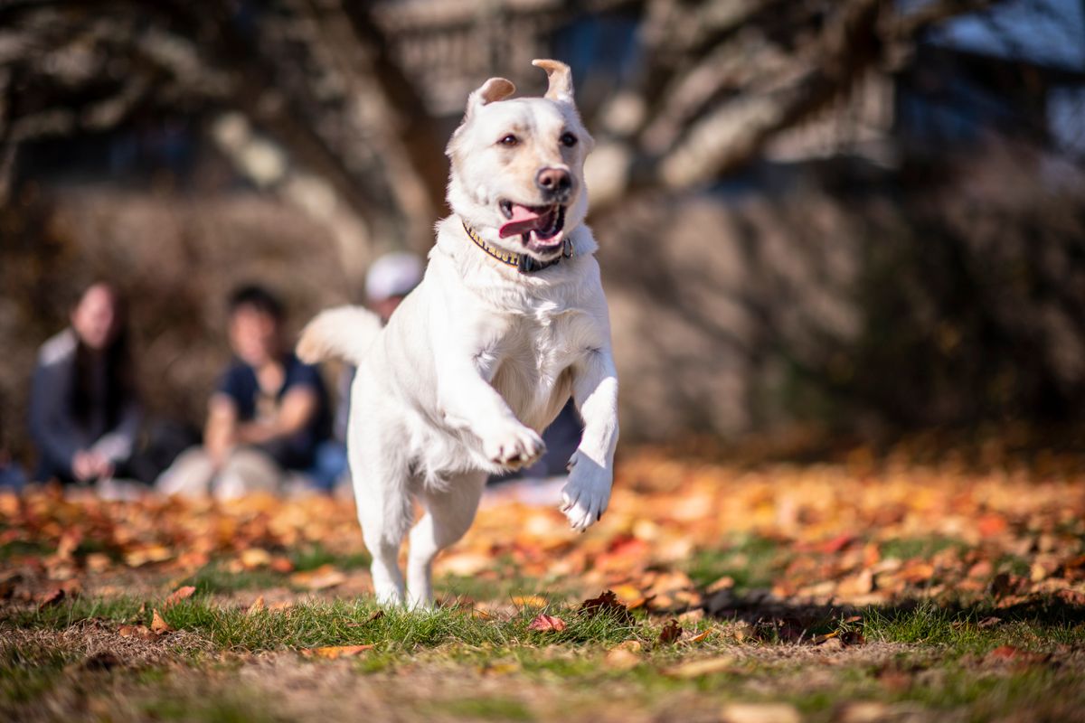 Gracie Running