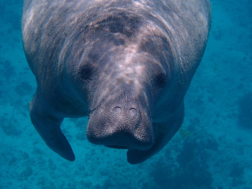 Manatee underwater