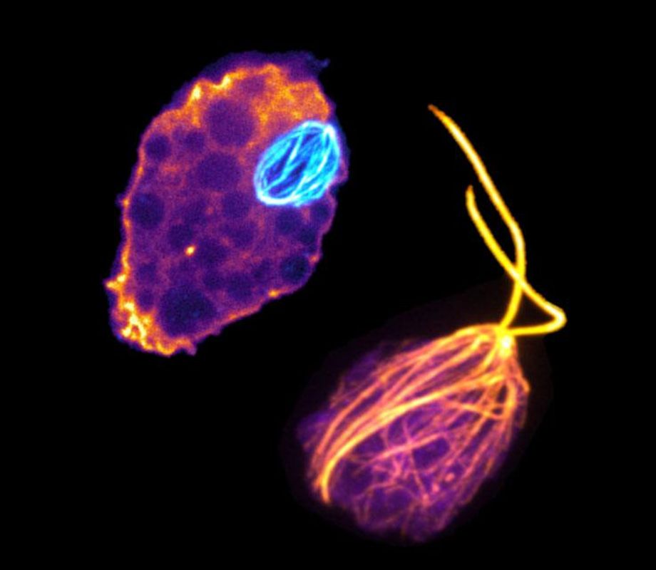Naegleria flagellate and amoeba
