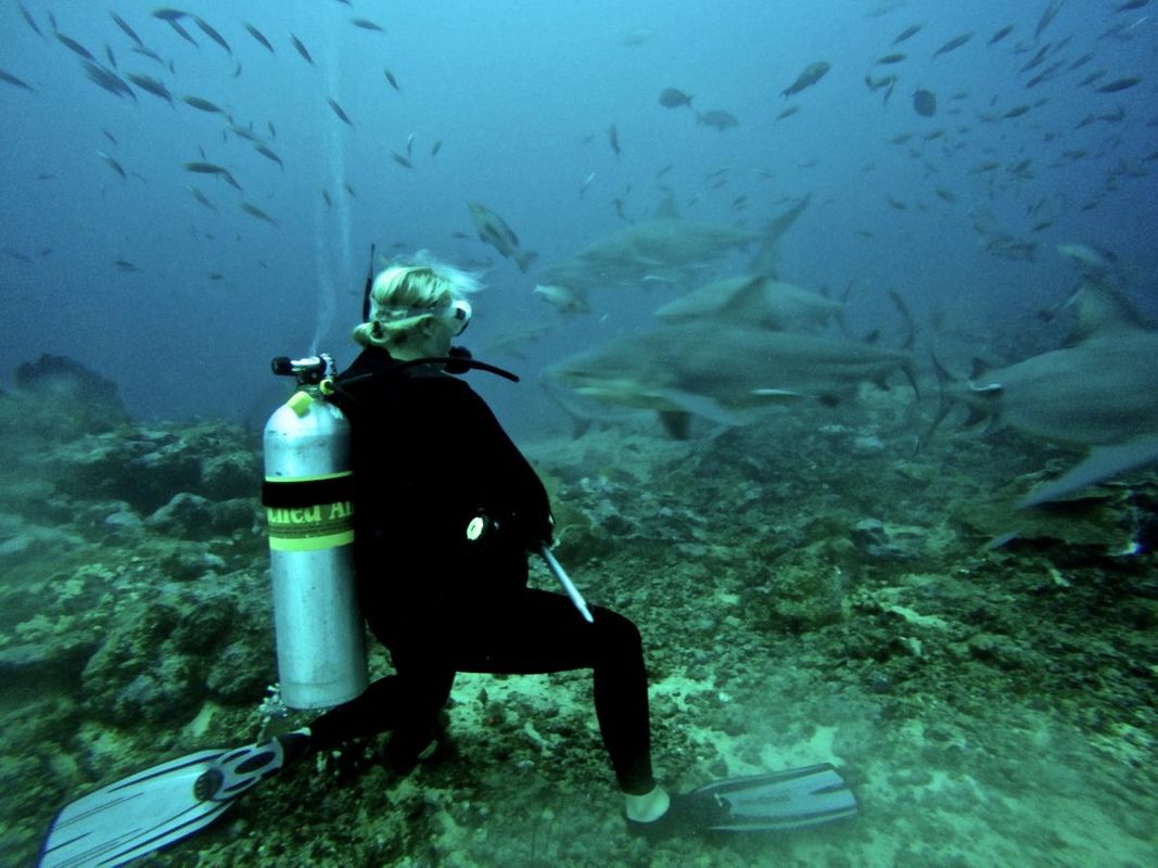 Lindsay Graff diving with bull sharks in Fiji