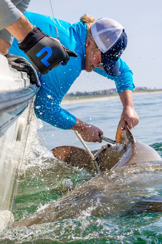 Lindsay Graff tagging a sand tiger shark in the New York Bight