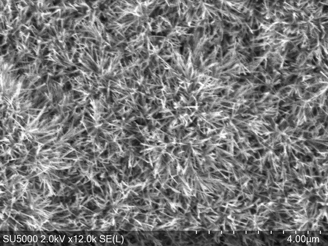 SEM image showing peptide nanotubes