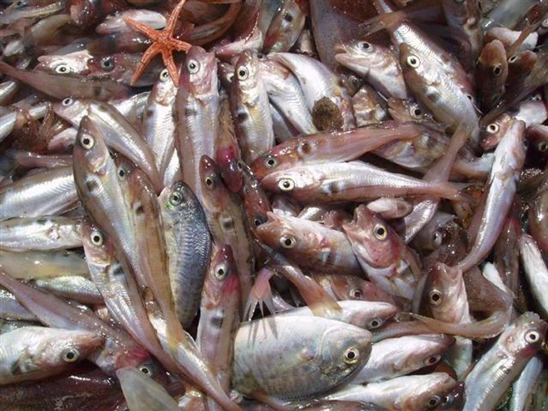 Haddock