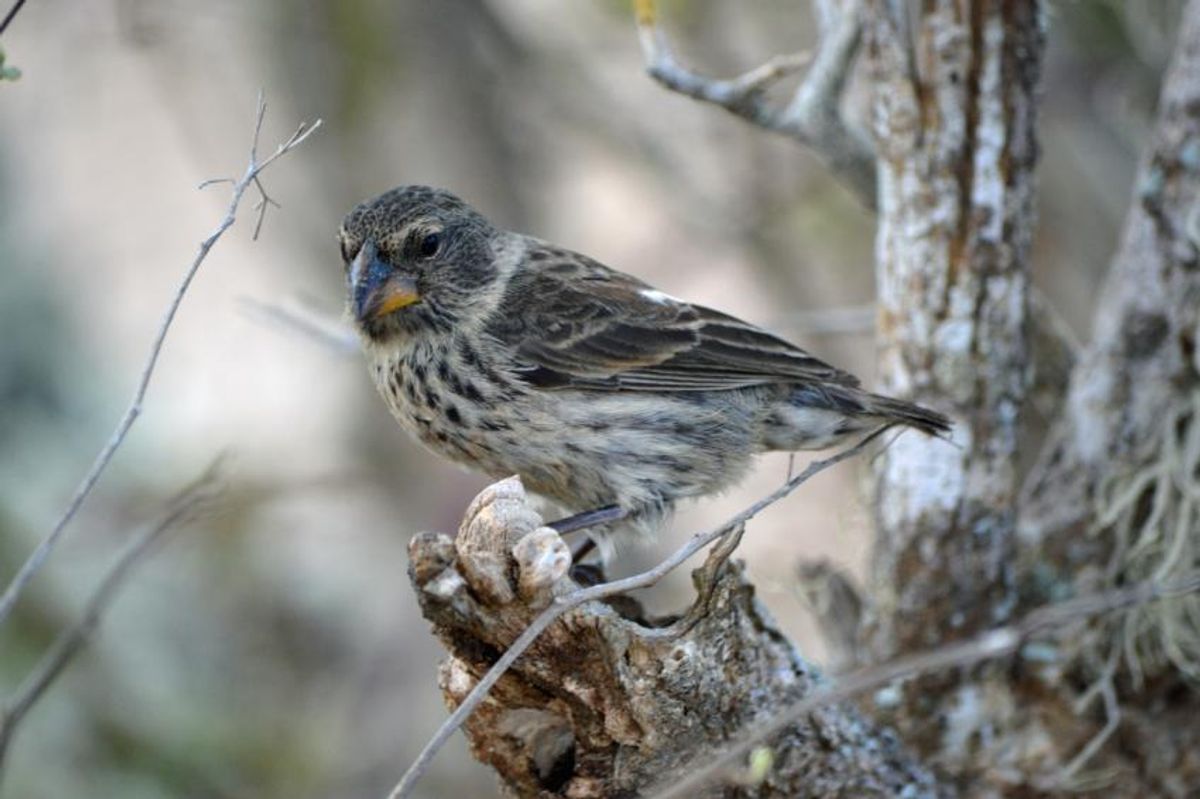 Darwin's finches