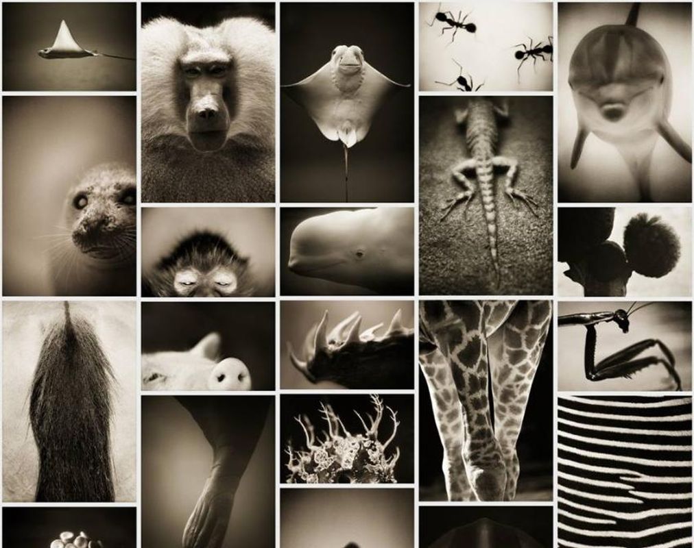 animalia 2