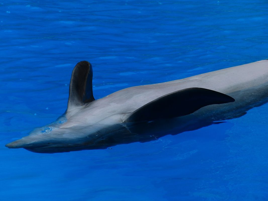 Dolphin