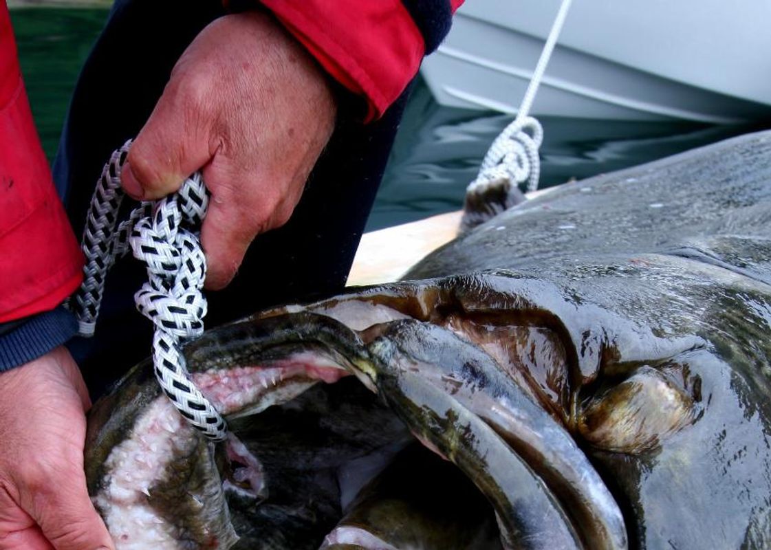 Halibut
