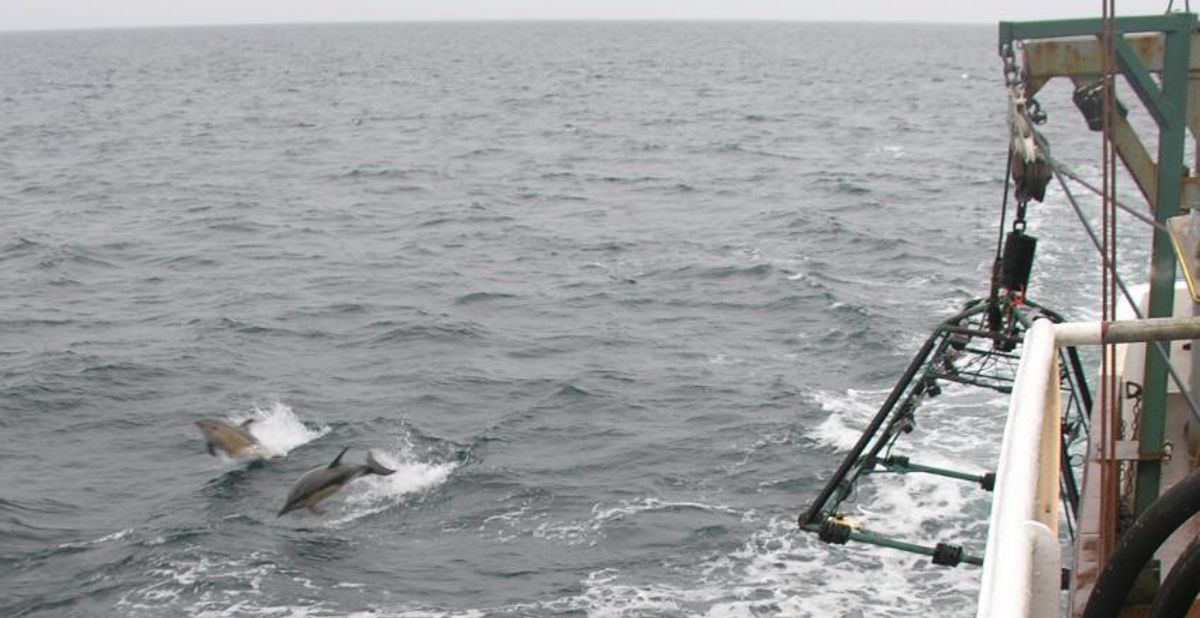 SMAST's Marine Fisheries Field Research Group captures imagery of dolphins using underwater camera on pyramid.