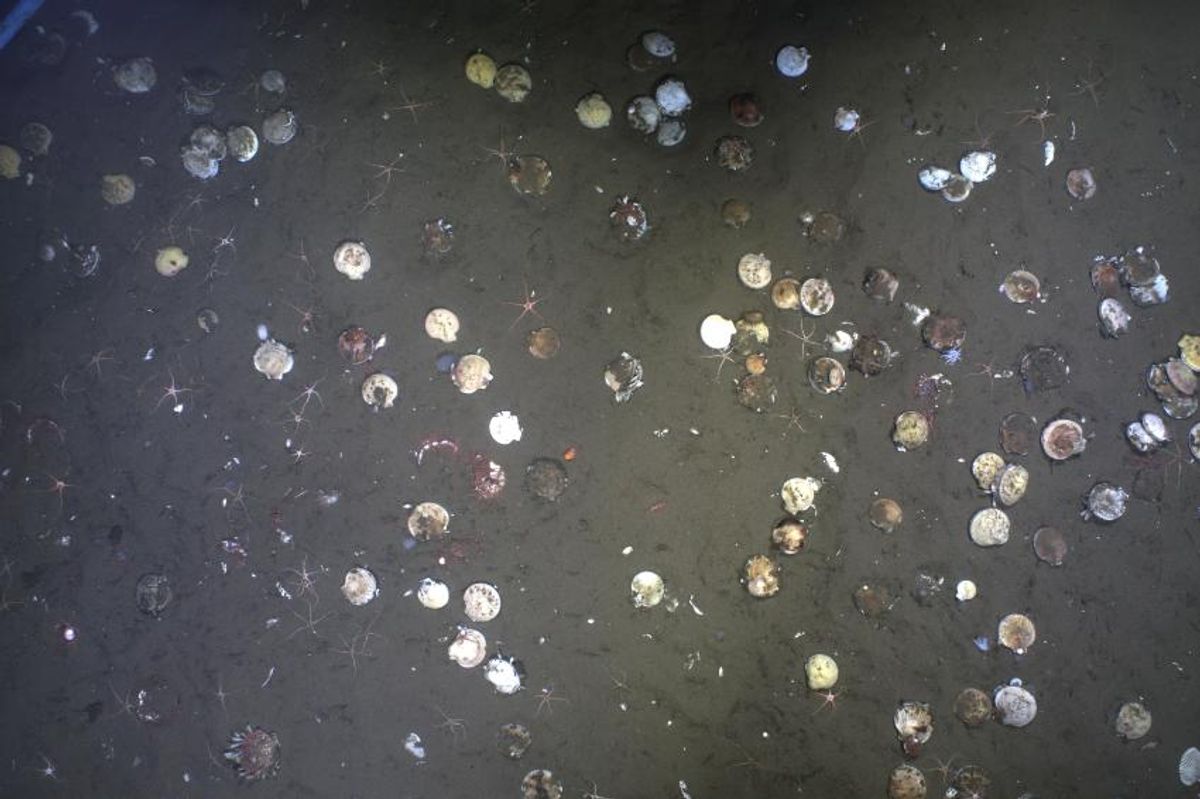 Patagonian scallops captured by SMAST researcher Kyle Cassidy during research cruise to Argentina.