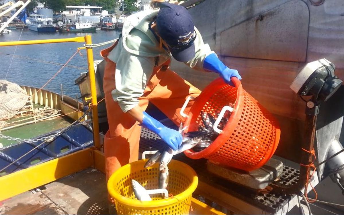 Nicole Ward of the MA Division of Marine Fisheries samples a mid-water trawl offload