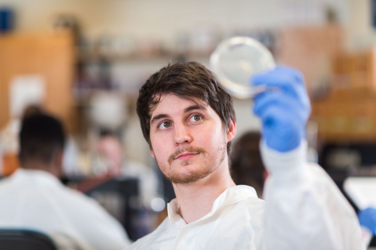 Male student examining a petri dish