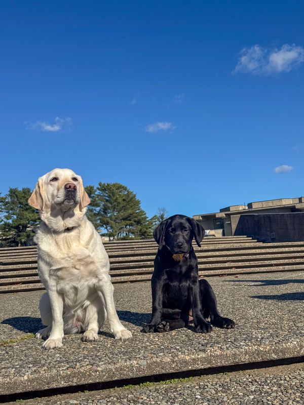 UMassD STEM Laboratory Labrador, Gracie (left) and Comfort K9, Bella (right).