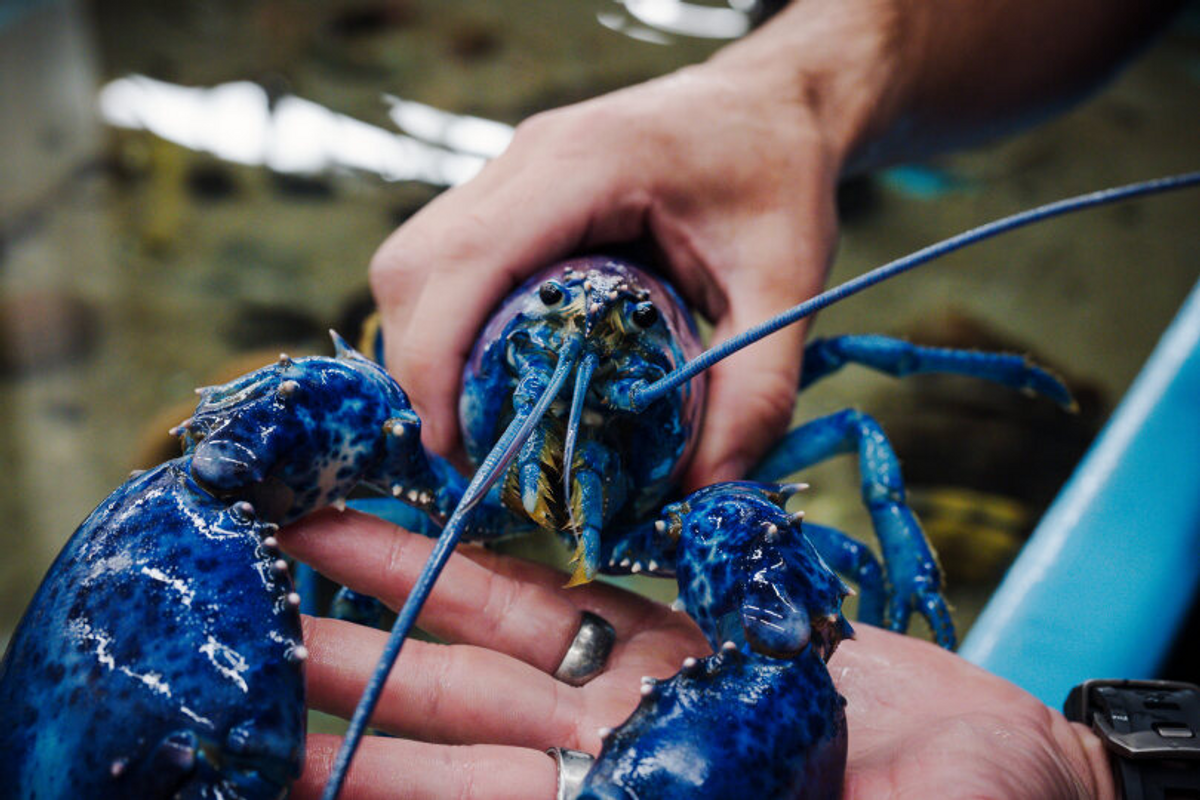 a rare blue lobster now resides at SMAST's seawater lab in New Bedford