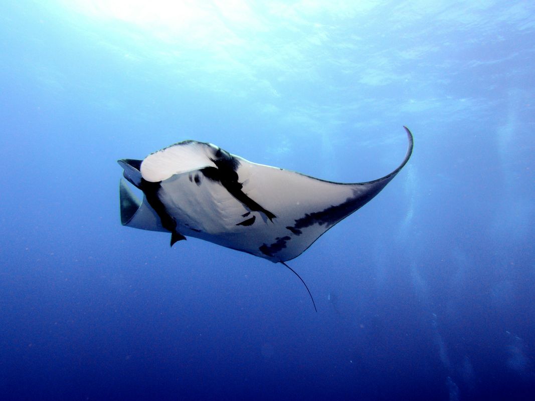 Manta ray in the open ocean; the Shared Seas lab at SMAST studies mobula ray conservation