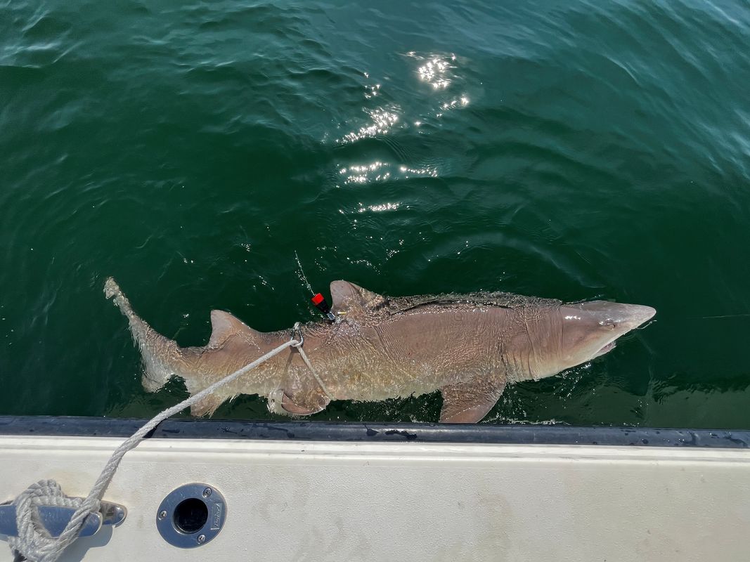 A tagged sand tiger shark at the side of a boat