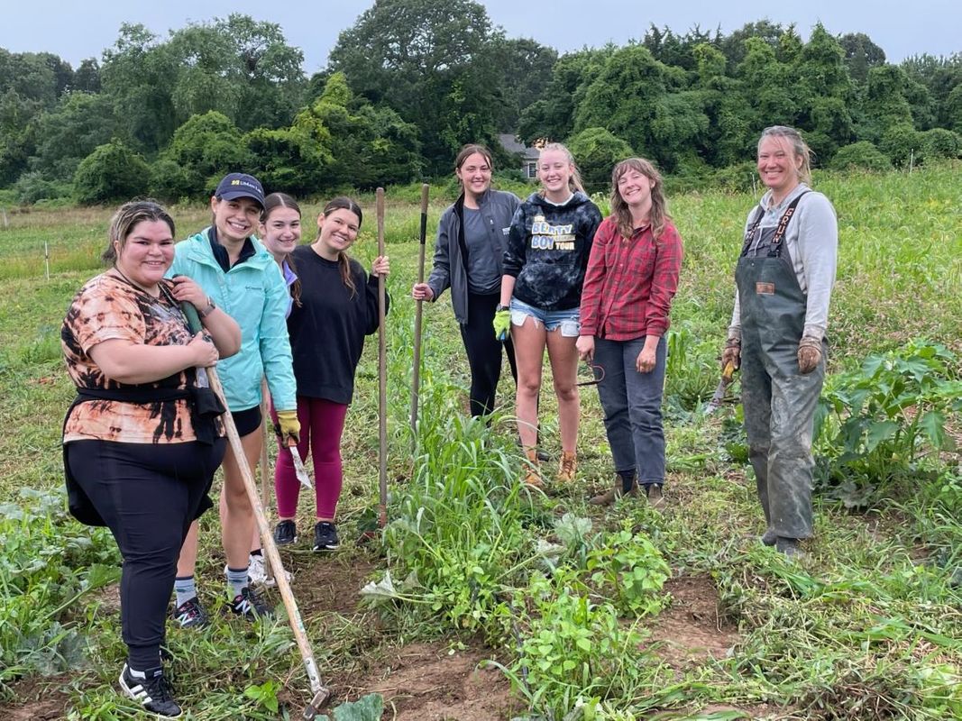 UMass Law students volunteering at Sharing the Harvest Farm