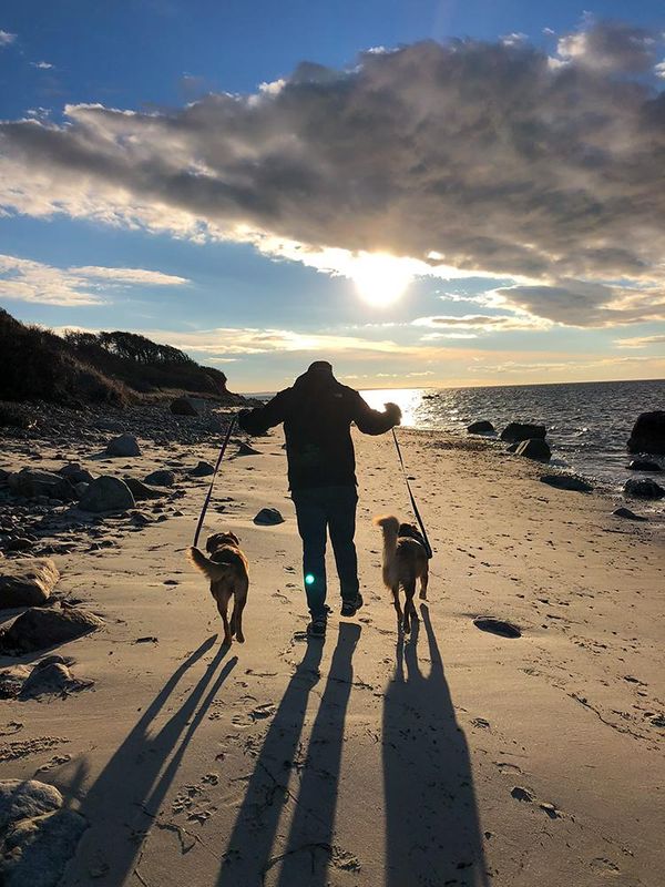 Walking dogs on Martha's Vineyard