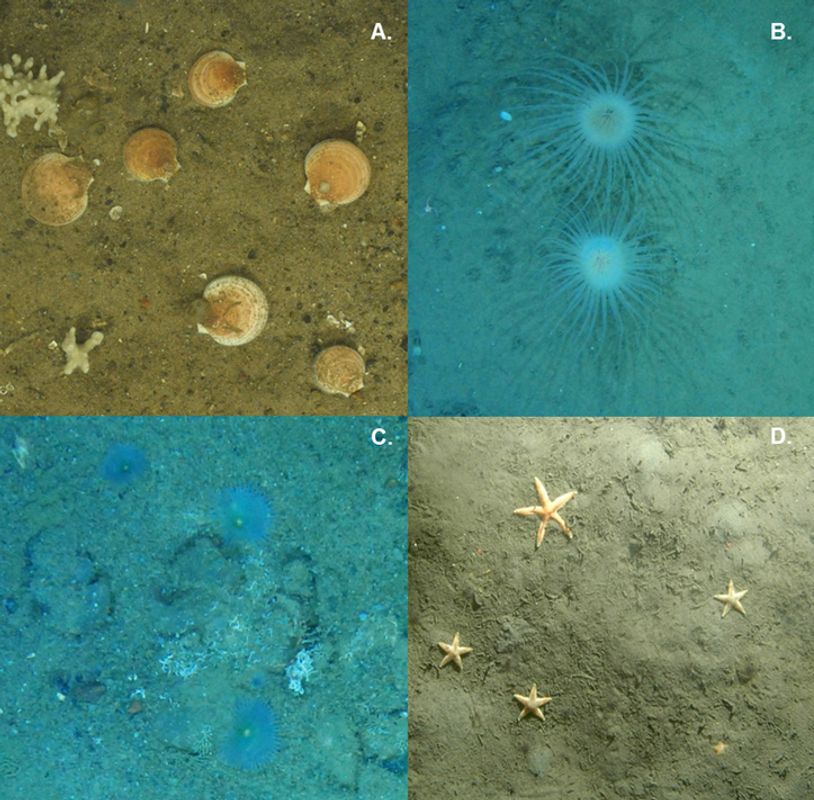 Digital still images of the dominant benthic invertebrate species