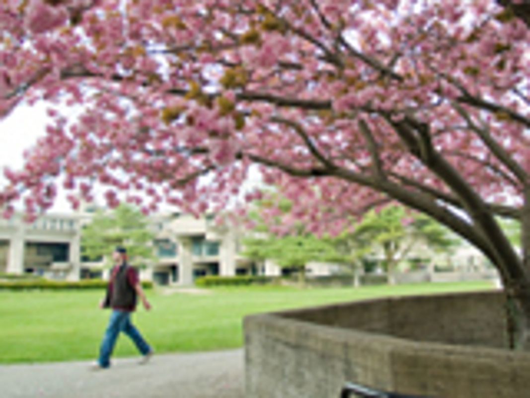Cherry tree 