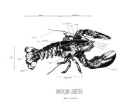 American Lobster, 2020, pen and ink illustration, 9 inches x 12 inches