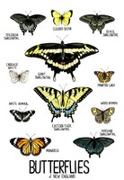 Butterflies of New England, 2021, pen and ink and watercolor illustration, 12 inches x 18 inches