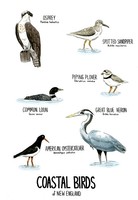 Coastal Birds of New England, 2021, pen and ink and watercolor illustration, 12 inches x 18 inches