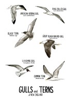Gulls and Terns of New England, 2021, pen and ink and watercolor illustration, 12 inches x 18 inches