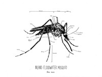 Inland Floodwater Mosquito, 2020, pen and ink illustration, 9 inches x 12 inches