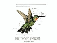 Red-Tailed Hummingbird, 2020, pen and ink and watercolor illustration, 9 inches x 12 inches