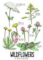 Wildflowers of New England, 2020, pen and ink and watercolor illustration, 12 inches x 18 inches