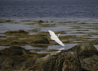 Skim, 2020, archival inkjet print