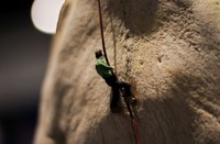 Isolation (detail), 2025, cow skull, wood, mixed media, 8.5 x 19 x 6.5 in.