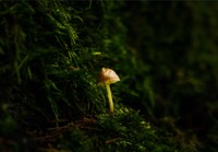 Photo / Video / Animation Award - Dylan Vaughn, Deep within a Fairytale, 2025, Photo / Video / Animation, Plymouth North High