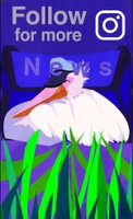 POSITIVE PELICAN OUTRO, 2026, 1080 x 1920px, outro sequence for a series of 3 social media posts that highlight positive environmental news from the year 2025
